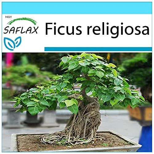 SAFLAX - Geschenk Set - Bonsai - Buddha-Feige/Bodhi-Baum - 100 Samen - Mit Geschenk- / Versandbox, Versandaufkleber, Geschenkkarte und Anzuchtsubstrat - Ficus religiosa