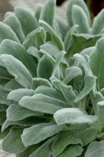 Stachys byzantina 9x9 cm Topf – Winterhart, Mehrjährig, Pflegeleicht – Wollziest – Bodendecker für Steingarten & Rabatte