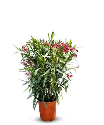 Sunny Tree Oleander in rot von Sunny Tree
