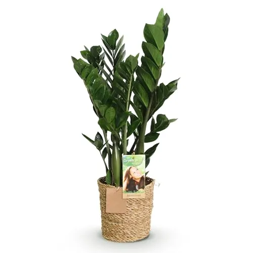 Produktbild Green boutiQ