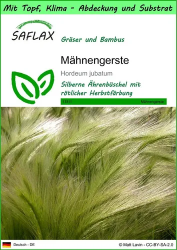 SAFLAX Blumensamen SAFLAX - Garden to go - Mähnengerste