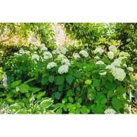 Hydrangea arborescens 'Grandiflora' - Schneeballhortensie mit weißen Blüten - Pflegeleichte und winterharte Hortensie, ideal für Rabatten und halbschattige Standorte. Üppige weiße Blütenbälle sorgen von Juni bis September für ein beeindruckendes Farbspiel.