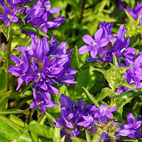 Blumixx Stauden Campanula glomerata 'Dahurica' - Knäuel-Glockenblume, im 0,5 Liter Topf, dunkelviolett blühend