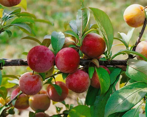 Prunus domestica 'Königin Viktoria' - Süße Pflaume mit 40 cm Stammhöhe - Obstsamen & -pflanzen, ertragreiche Pflaume mit süßen Früchten und pflegeleichter Handhabung, ideal für Hobbygärtner und Obstgärten. Winterhart bis -20 °C.