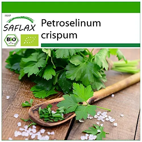 SAFLAX - BIO - Glatte Petersilie - 600 Samen - Petroselinum crispum