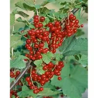 Pflanzen für Dich Rote Johannisbeere Ribes rubrum Jonkheer van Tets - Obstpflanze mit leuchtend roten, vitaminreichen Beeren, ideal für Marmeladen und gesundes Naschen. Pflegeleicht und bienenfreundlich, perfekt für jeden Garten.