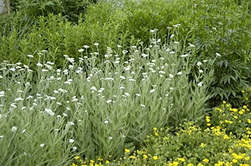Achillea millefolium - Schafgarbe im 9x9 cm Topf, robust und attraktiv - Langlebige Zierstaude mit weißen bis roséfarbenen Blüten, ideal für Trockenbeete und Präriebeete. Aromatisches Laub und kompakter Wuchs machen sie zum Blickfang in jedem Garten.