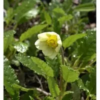Produktbild Silberwurz Sudermann - Dryas suendermannii
