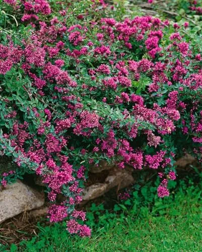Produktbild Origanum laevigatum 'Herrenhausen' 9x9 cm Topf – Winterhart, Mehrjährig, Pflegeleicht – Zier-Oregano – Staude für Beet & Steingarten