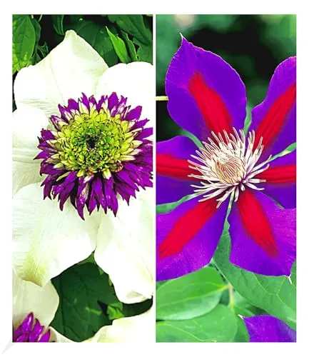 BALDUR Garten Clematis 'Florida Sieboldii' & 'Etoile de Malicorne' – Raritäten-Sortiment - Zwei winterharte Klematis im 9x9 cm-Topf, ideal für Gärten und Wintergärten. Blühende Raritäten mit geringer Pflege und Wuchshöhe von 30-40 cm, bienenfreundlich und mehrjährig.