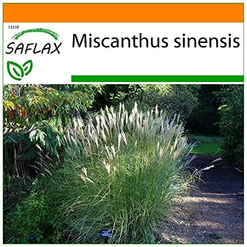 SAFLAX - Garden in the Bag - Gräser-Bambus-Chinaschilf - 200 Samen - Mit Anzuchtsubstrat im praktischen, selbst aufstellenden Beutel - Miscanthus sinensis