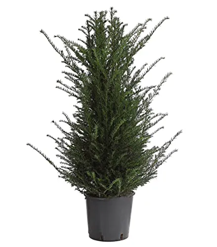 Dehner Gemeine Eibe, Taxus baccata, 80-100 cm