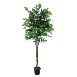 Europalms Ficus-Benjamini Multi-Stamm 210cm
