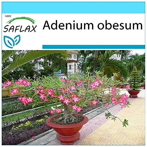 SAFLAX - Geschenk Set - Bonsai - Wüstenrose - 8 Samen - Mit Geschenk- / Versandbox, Versandaufkleber, Geschenkkarte und Anzuchtsubstrat - Adenium obesum