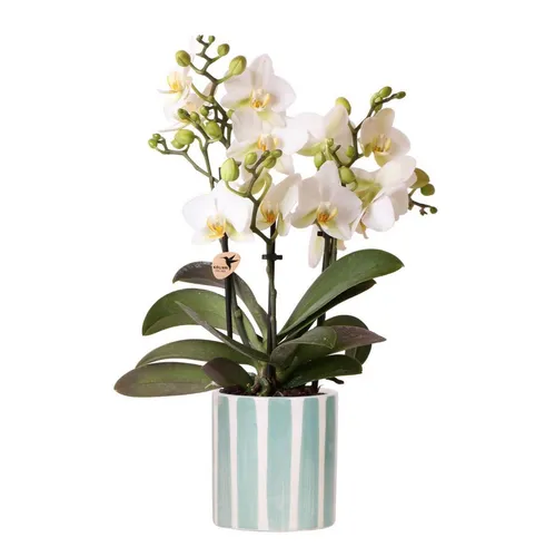 Produktbild Weiße Phalaenopsis Orchidee Lausanne im Türkis Painted Stripe Topf