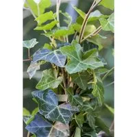 Produktbild Hedera Helix Hibernica Irischer Efeu Immergrün Ca. 9x9 cm Topf