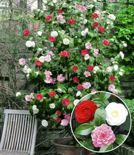 BALDUR Garten Winterharte Garten-Kamelie 'Tricolor' im 1,5 Liter-Topf - Wunderschöne, immergrüne Kamelie mit Blüten in 3 Farben. Winterhart bis -12°C, ideal für Beet oder Kübel. Hoher Zierwert und geringer Pflegeaufwand machen sie perfekt für jeden Garten!