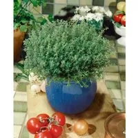Thymus vulgaris 'Compactus' – Aromatischer Thymian im Topf - Kompakter Echte Thymian in 9x9 cm Topf, ideal als dekorative Zierpflanze und aromatisches Küchenkraut. Winterhart, pflegeleicht und perfekt für sonnige Beete oder Kübel.