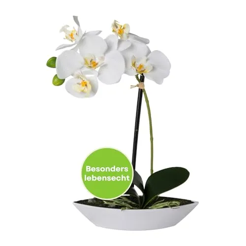 CREATIV green stilvolle Phalaenopsis Kunstorchidee 30cm in weiß I künstliche Orchideen wie echt mit weißer Schale & naturgetreuen Blüten I Pflegeleichte & täuschend echte Kunstblumen