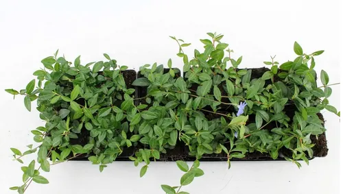 Pflanzen für Dich Bodendecker Bodendecker Sorten, 1 St., Bodendecker, immergrün, bodendeckend