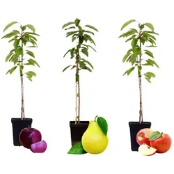 Plant in a Box - Obstbäume 3er Mix - Apfel & Birne - Obstsamen & -pflanzen, erntefrisch nach nur einem Jahr! Ideal für Garten oder Balkon, kompakte Bäume mit widerstandsfähigen Früchten.