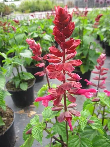 Garten-Blüten-Salbei Rockin Red Flamingo - Salvia hybride