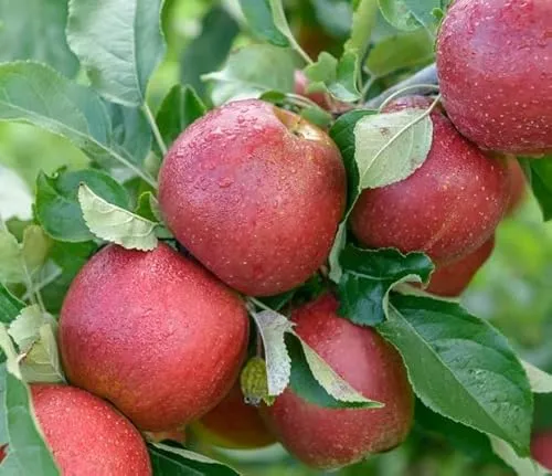 Apfelbaum `Wellant´, Buschbaum (kleinbleibend) in rot von ARTland