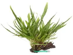 AquaPlants Pflanzen auf Wurzeln - Javafarn - Microsorum pteropus Grown on Mangrove Wood