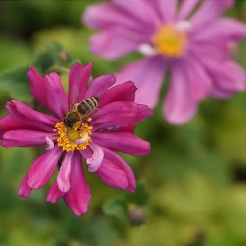 Blumixx Stauden Anemone Japonica-Hybride 'Prinz Heinrich' – Herbstanemone purpurrot – winterhart, mehrjährig, bienenfreundlich, ideal für Beet & Garten
