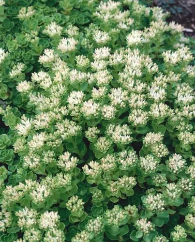 Sedum spurium 'Album Superbum' 9x9 cm Topf – Winterhart, Mehrjährig, Pflegeleicht – Teppich-Fetthenne – Bodendecker für Beet & Steingarten