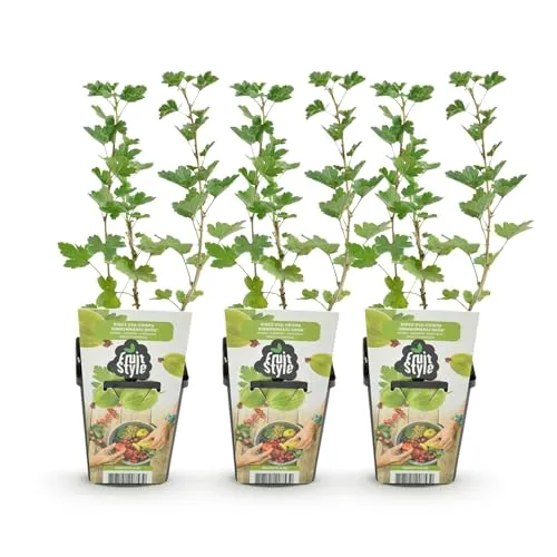 GreenboutiQ - Obstpflanzen - Stachelbeere - Ribes uva-crispa Hinnonmaki Grün - Winterhart - 3 Pflanzen - Topf 9 cm - Grüne Beere