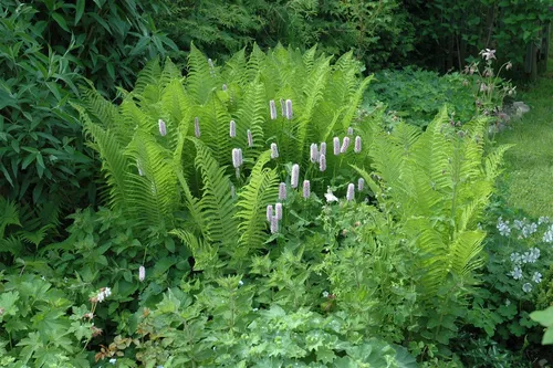Pflanzen für Dich Gräser Dryopteris filix-mas, 1 St., Echter Wurmfarn, Gemeiner Wurmfarn, Männerfarn, fiederblätter, schattenverträglich