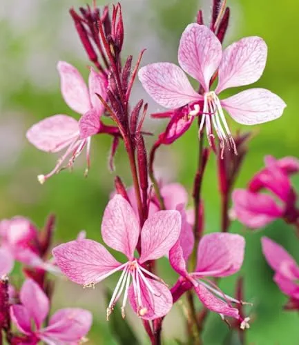 BALDUR Garten Prachtkerze 'Pink' - winterharte Trendstaude im 9x9 cm Topf - Die Gaura 'Pink' begeistert mit schmetterlingsartigen Blüten und ist pflegeleicht. Ideal für Beete und Kübel, bringt sie Farbe von Juli bis Oktober. Geringer Pflegeaufwand und mehrjährig!