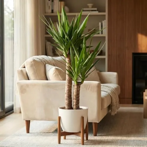 Green boutiQ - Zimmerpflanze - Palmlilie - Yucca Elephantipes - Grün - Pflegeleicht - 1 Pflanze - mit Potter Grau - Topf 21cm - Höhe 80-90cm