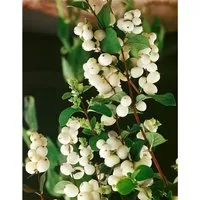 Pflanzen für Dich Schneebeere (Symphoricarpos albus) - 1 St. - Ziergehölz mit schneeweißen, perlenartigen Beeren und zarten Blüten. Ideal als pflegeleichte Heckenpflanze oder Solitär, robust und winterfest für jeden Garten.