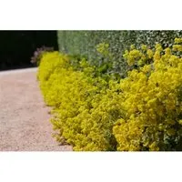 Alchemilla Xanthochlora Großblättriger Frauenmantel Ca. 9x9 cm Topf