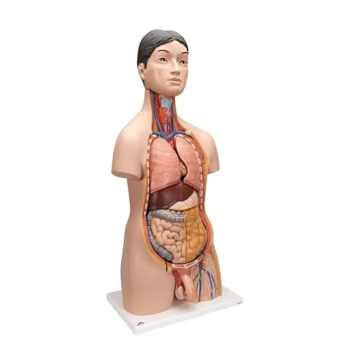 3B Scientific japanisches Deluxe-Torso-Modell, in Luxus-Ausführung, zweigeschlechtlich, 18-teilig, inkl. anatomischer Software „3B Smart Anatomy“ (evtl. nicht in deutscher Sprache)