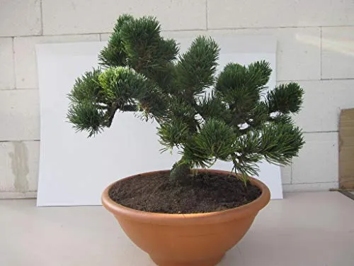 Pinus mugo Jacobsen von Baumschule
