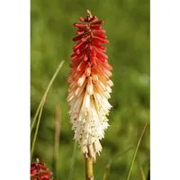 Kniphofia Uvaria Fackellilie Flamenco Ca 9x9 cm Topf
