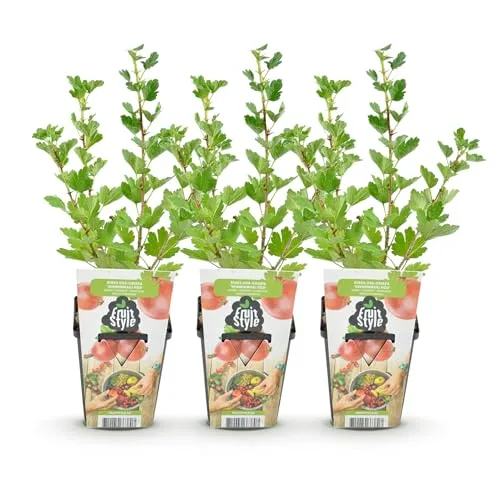 GreenboutiQ - Obstpflanzen - Stachelbeere - Ribes uva-crispa Hinnonmaki Rod - Winterhart - 3 Pflanzen - Topf 9 cm - Rote Beere