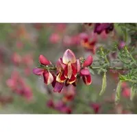 Cytisus scoparius 'Criterion' - Besenginster, gelb-rot, 60–80 cm - Pflanzensamen: Der Besenginster 'Criterion' begeistert mit leuchtend roten Blüten von Mai bis Juni und ist pflegeleicht sowie winterhart, perfekt für Rabatten.