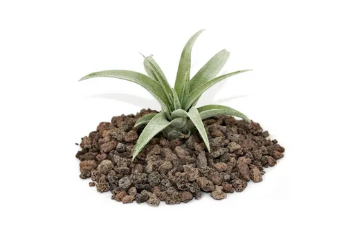 Exotenherz Zimmerpflanze Tillandsia capitata - lose Pflanze - klein