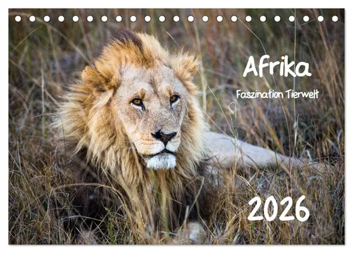 Afrika - Faszination Tierwelt 2026 Tischkalender - Kalender mit 12 atemberaubenden Tiermotiven aus Namibia und Botswana. Hochwertiger Tischkalender (DIN A5) mit umweltfreundlicher Produktion in Deutschland und perfektem Geschenk für Naturfreunde.