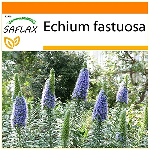 SAFLAX - Garden in the Bag - Blauer - Natternkopf - 100 Samen - Mit Anzuchtsubstrat im praktischen, selbst aufstellenden Beutel - Echium fastuosa