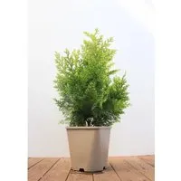 Chamaecyparis lawsoniana 'Ivonne' 40-50 cm