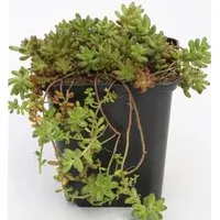 Produktbild Niedriger Weißer Mauerpfeffer Micranthum Chloroticum - Sedum album