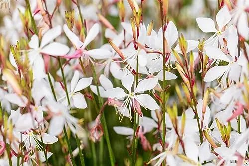 Gaura lindheimerii 11x11 cm Topf – Winterhart & Pflegeleicht – Prachtkerze für Garten und Balkon - Winterhart und pflegeleicht, die Prachtkerze begeistert mit zarten Blüten und ist ideal für Beete, Kübel und Terrassen. Bienenfreundlich und anspruchslos, blüht sie bis in den Herbst und bringt Farbe in jeden Garten.