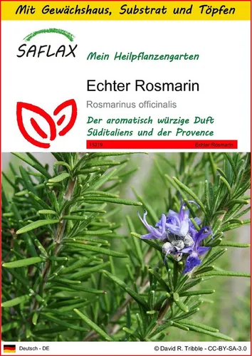 SAFLAX Blumensamen SAFLAX - Anzuchtset - Echter Rosmarin