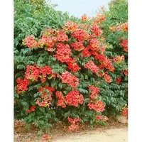 Campsis Radicans Grandiflora Trompetenblume Orange 60–100 cm