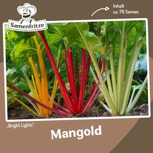 Mangold Bright Lights Samen